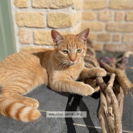 Photo de chat perdu à Saint Omer