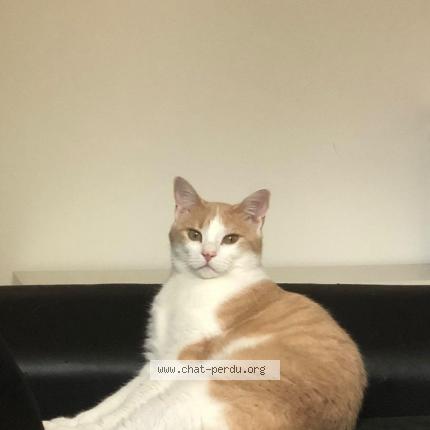 Photo 1/1 Chat retrouvé Perdu à Arras