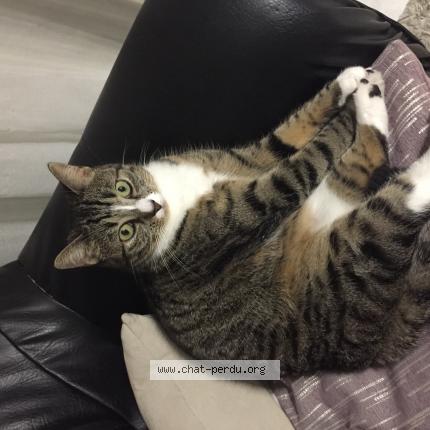 Photo 1/1 Chat retrouvé Perdu à La Courneuve