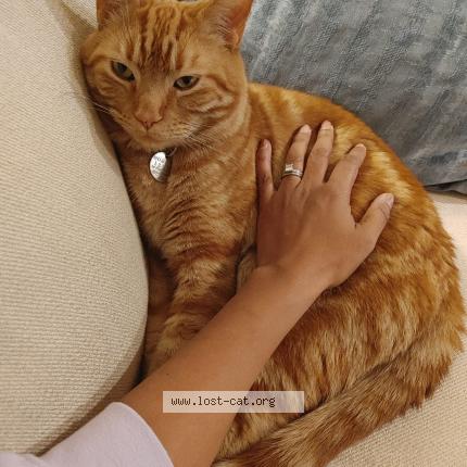 Photo 1/1 Chat retrouvé Perdu à Calgary