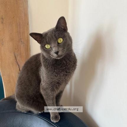 Photo 1/1 Chat retrouvé Perdu à St Andre Farivillers
