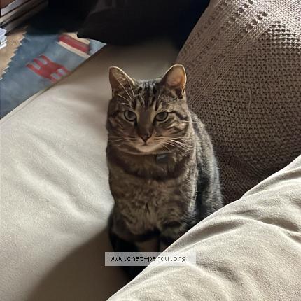Photo 1/1 Chat retrouvé Perdu à Paris