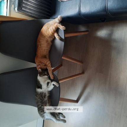 Photo de chat perdu à Lille Fives