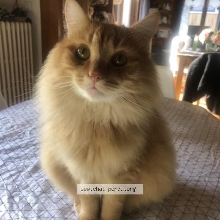 Photo de chat perdu à Abondance