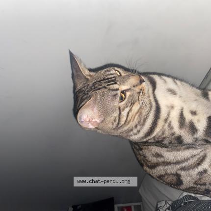 Photo de chat perdu à La Seyne Sur Mer