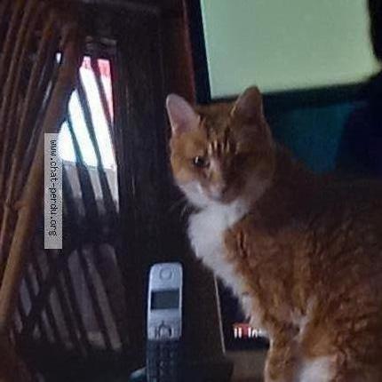 Photo 1/1 Chat retrouvé Perdu à Riom