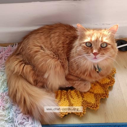 Photo de chat perdu à Seyssinet Pariset