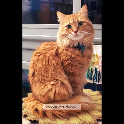 Photo 2/3 Chat retrouvé Perdu à Seyssinet pariset