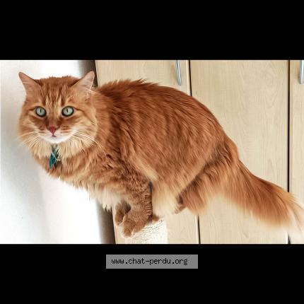 Photo 3/3 Chat retrouvé Perdu à Seyssinet pariset