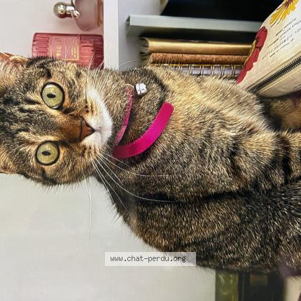 Photo de chat perdu à Lyon