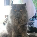 Photo de chat perdu à Meulan En Yvelines