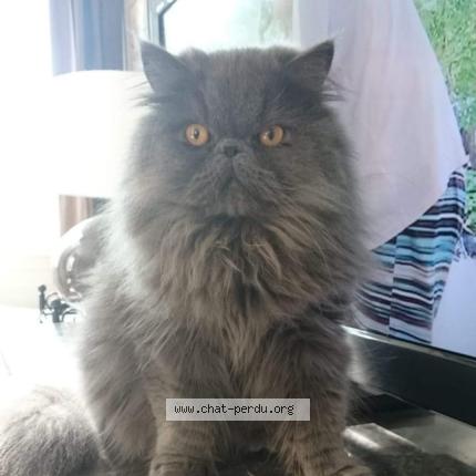 Photo 1/1 Chat retrouvé Perdu à Meulan en yvelines