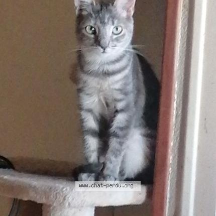 Photo de chat perdu à Montauban