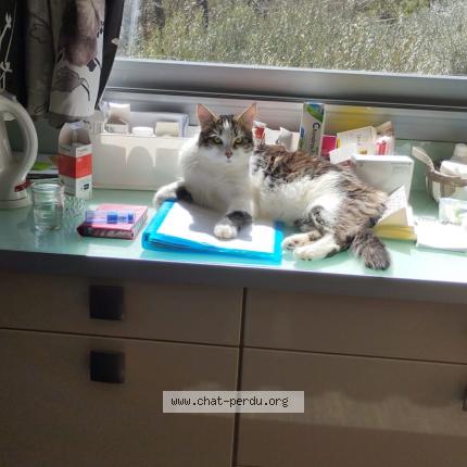 Photo de chat perdu à Salernes