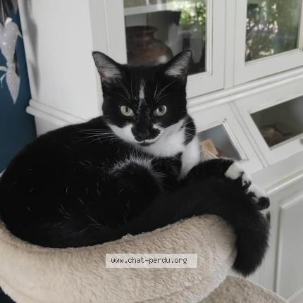 Photo de chat perdu à Sainte Lizaigne