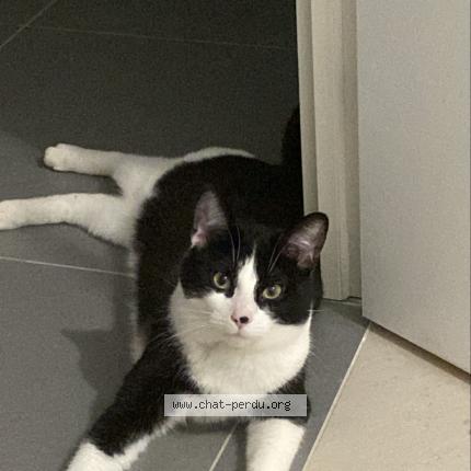 Photo 1/1 Chat retrouvé Perdu à Montaulin