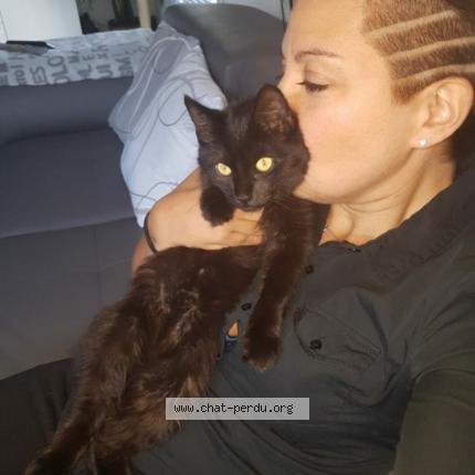Photo de chat perdu à Ergue Gaberic