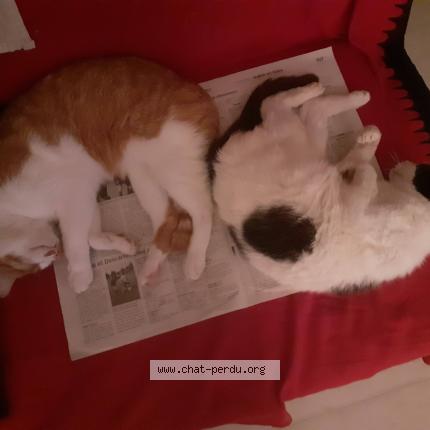 Photo de chat perdu à Chissay En Touraine