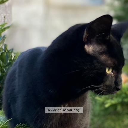 Photo de chat perdu à Morigny Champigny