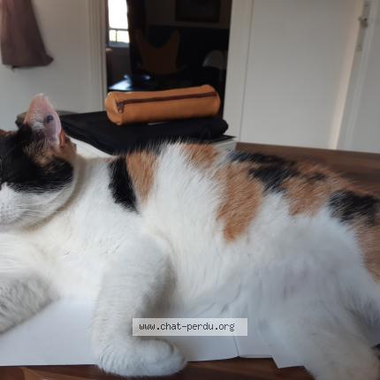 Photo de chat trouvé à Caen