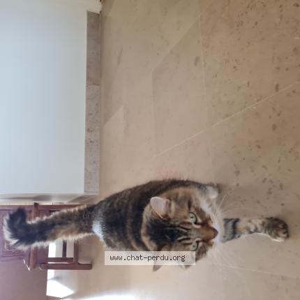 Photo 1/1 Chat retrouvé Perdu à Chanteperier