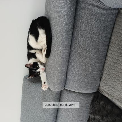 Photo de chat perdu à Boisseuil