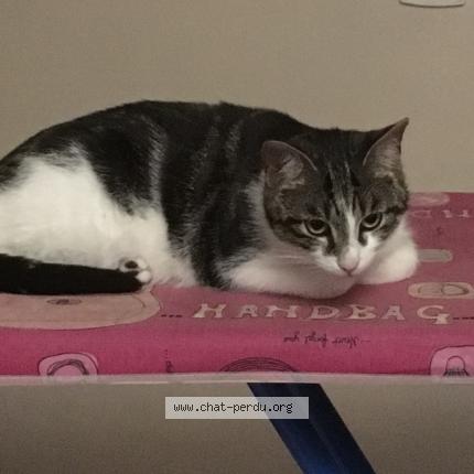 Photo 1/1 Chat retrouvé Perdu à Saint Michel Sur Orge