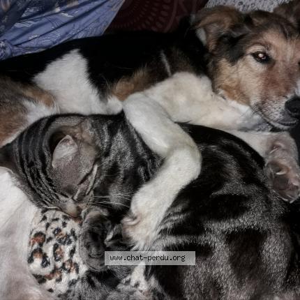 Photo 1/1 Chat retrouvé Perdu à Cornebarrieu
