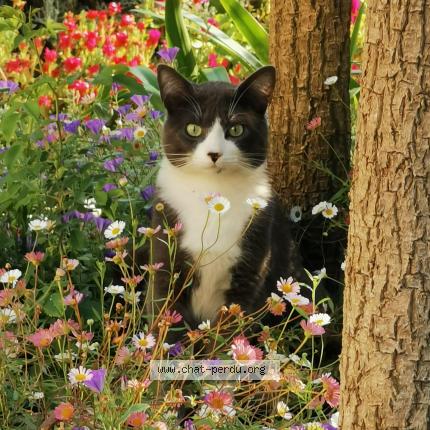 Photo de chat perdu à Anglet