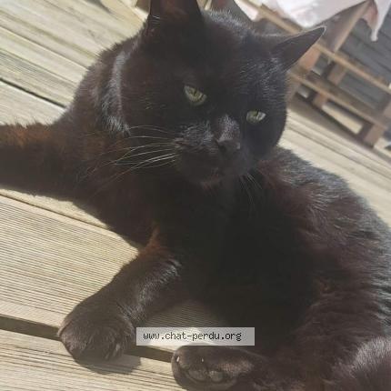Photo 1/1 Chat retrouvé Perdu à Bois Le Roi