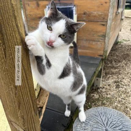 Photo 1/1 Michka Chat perdu à Sevran