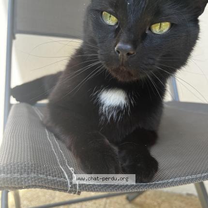 Photo de chat trouvé à Poitiers