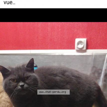 Photo de chat perdu à Zegerscappel