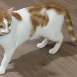 Photo de chat perdu à Le Mans