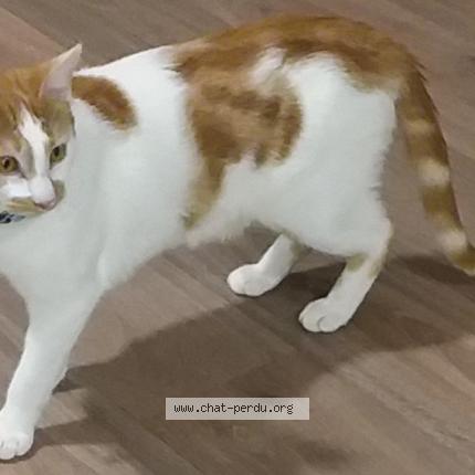 Photo 1/1 Chat retrouvé Perdu à Le mans