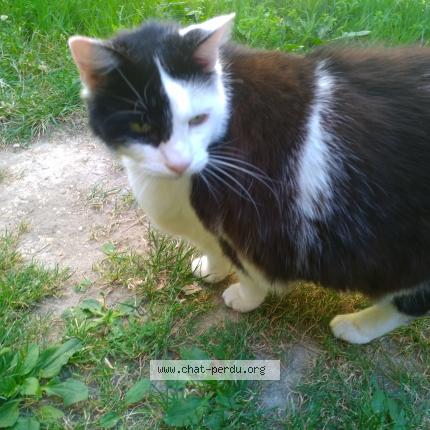 Photo 1/1 Chat retrouvé Perdu à Fontenay Le Vicomte