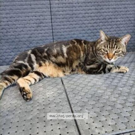 Photo 1/1 Moustache Chat perdu à Monteux