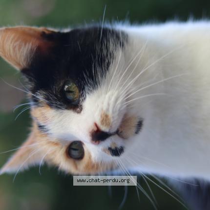 Photo de chat perdu à Marcigny