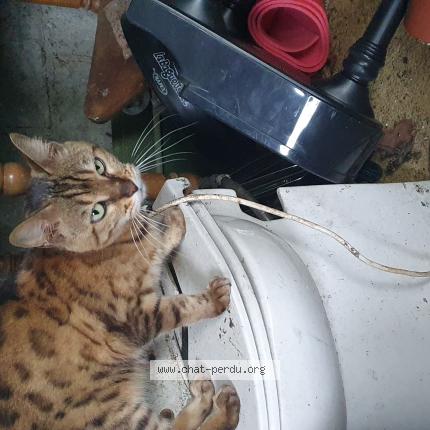 Photo 1/1 Chat retrouvé Trouvé à Villejuif