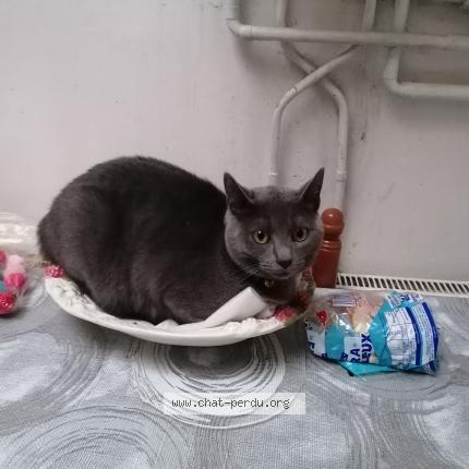 Photo de chat perdu à Tourcoing