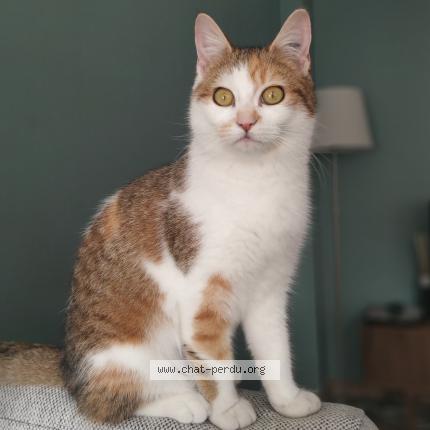 Photo 1/1 Chat retrouvé Perdu à Toulouse