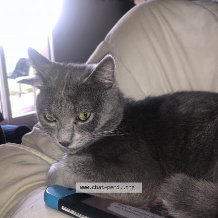 Photo de chat perdu à Fougeres