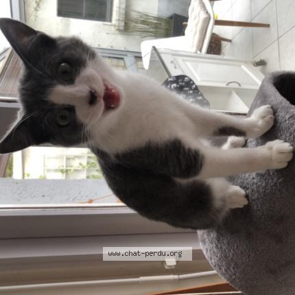 Photo de chat perdu à Rennes