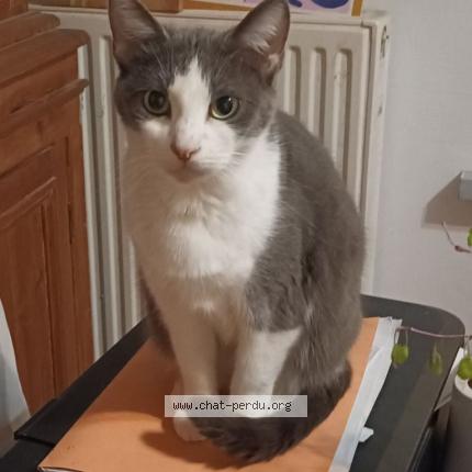Photo 1/2 Chat retrouvé Perdu à Tourcoing