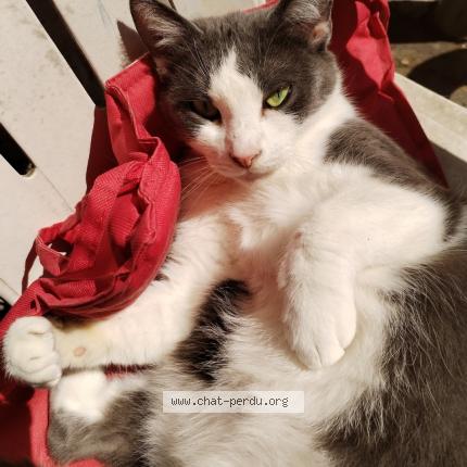Photo 2/2 Chat retrouvé Perdu à Tourcoing