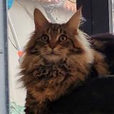 Photo de chat perdu à Saint Germain En Laye