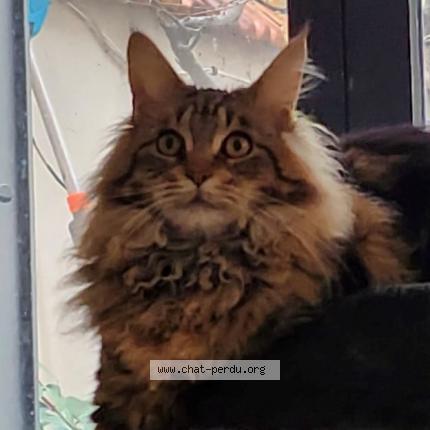 Photo 1/1 Chat retrouvé Perdu à Saint germain en laye