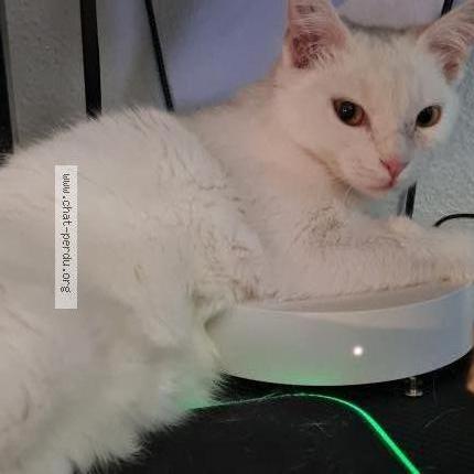 Photo de chat perdu à Montpellier