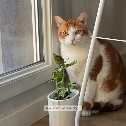 Photo 1/1 Chat retrouvé Perdu à Angers