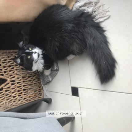 Photo de chat perdu à Bourogne